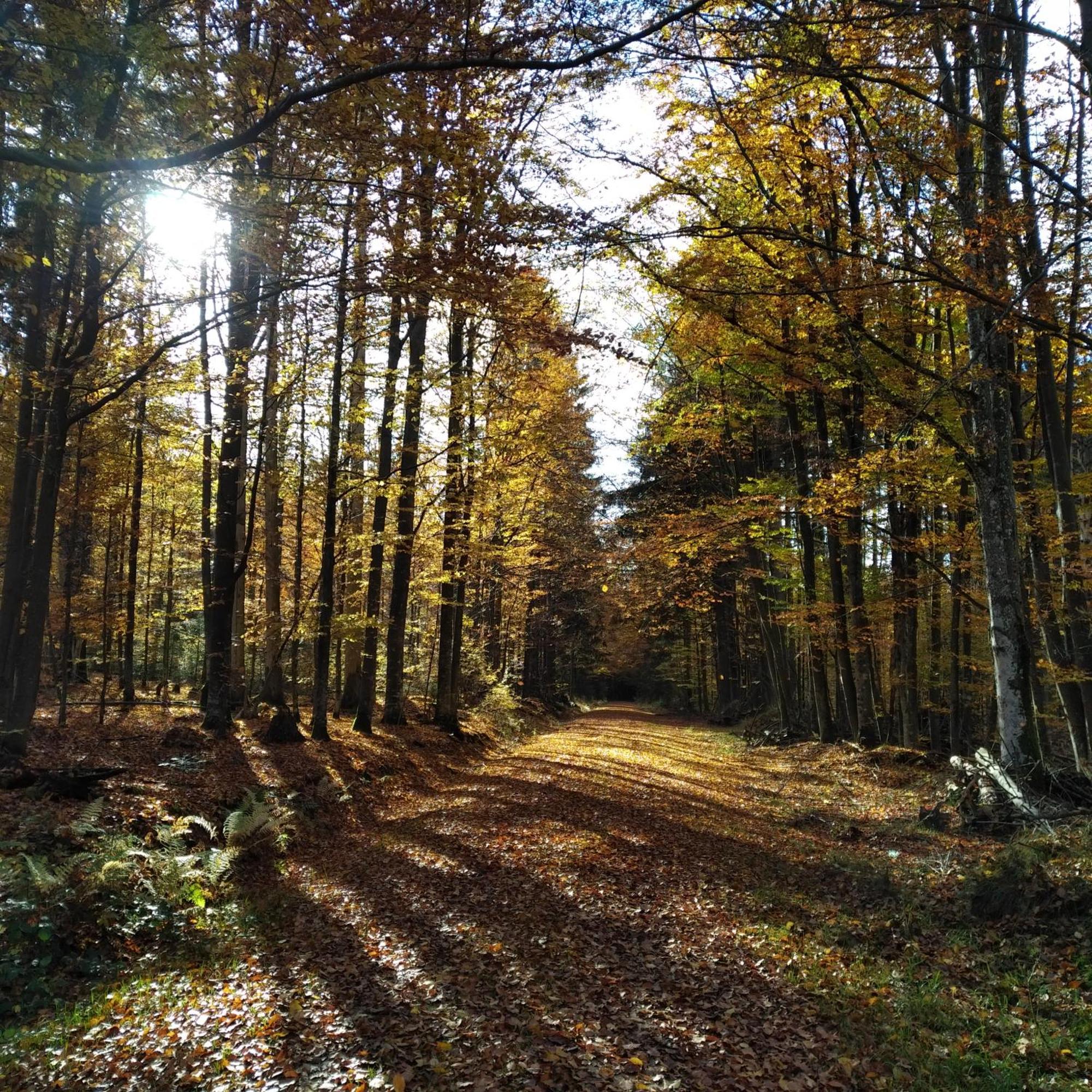 Haus Jägerfleck, Ihre Ferienwohnungen am Nationalpark Bayerischer Wald Spiegelau Exterior foto